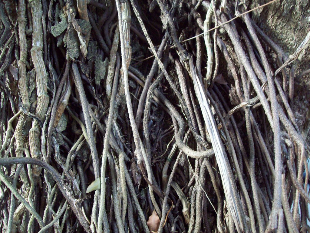 Árvore