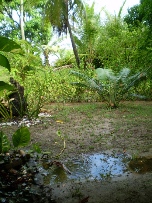 Le jardin sous la pluie, Salvador